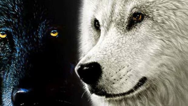 Two-Wolves-890