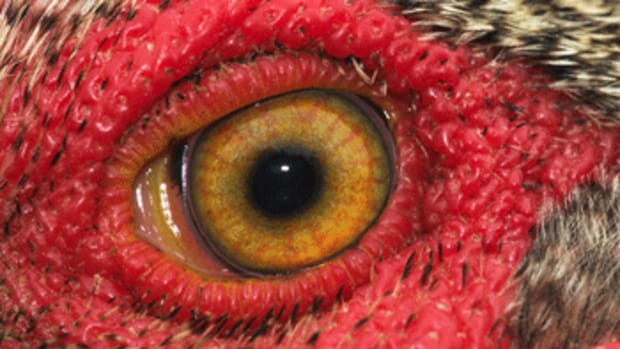 eye of the rooster