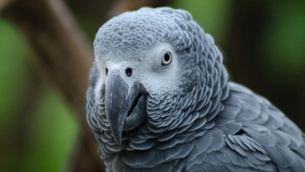 african gray parrot 1200