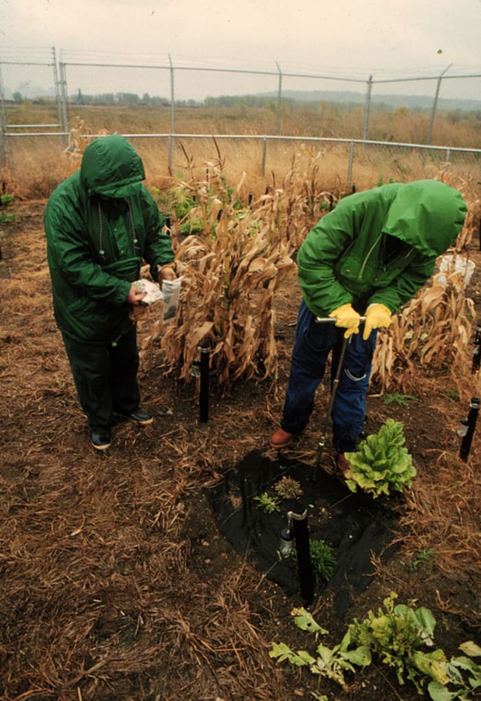 Documentation of Mel Chin’s “Revival Field,” 1991-ongoing. Plants, industrial fencing on a hazardous waste landfill. Courtesy Mel Chin.