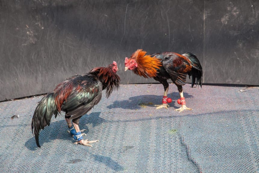 While common in some countries in Latin America, cockfighting is considered illegal in all 50 states in the U.S. while punishment varies, according to the National Council of State Legislatures. Photo via Shutterstock
