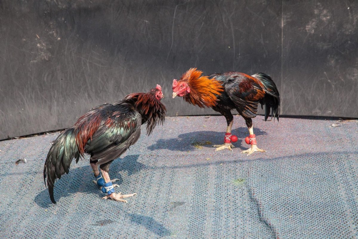 While common in some countries in Latin America, cockfighting is considered illegal in all 50 states in the U.S. while punishment varies, according to the National Council of State Legislatures. Photo via Shutterstock 