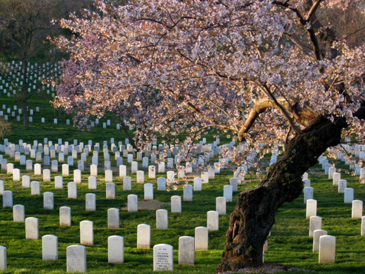 Arlington National Cemetery, the Full Story - Hollywood Progressive